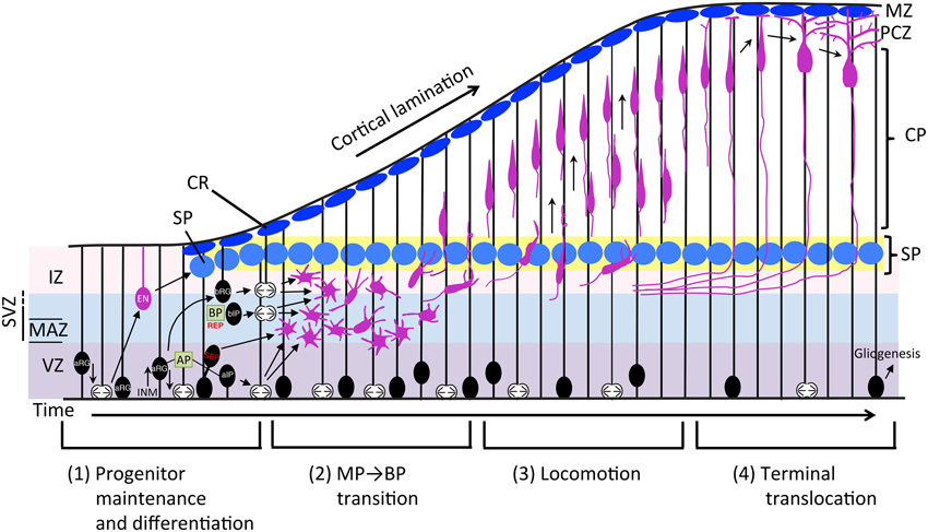 Frontiers | Molecular Pathways Underlying Projection Neuron Production ...