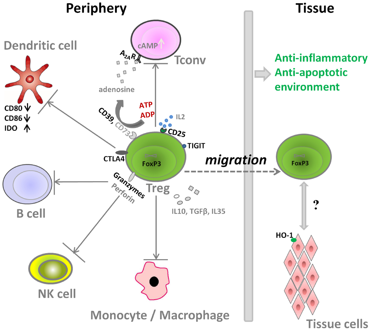 Frontiers | Regulatory T cell-mediated anti-inflammatory