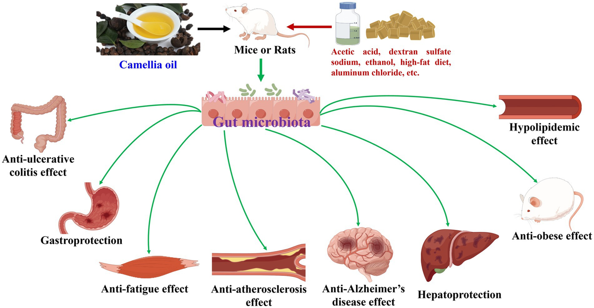 Frontiers | Edible plant oils modulate gut microbiota during