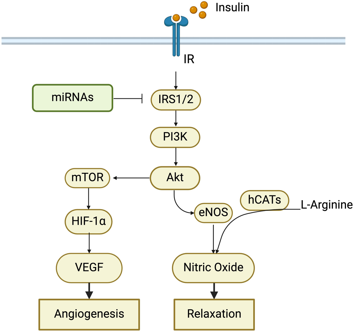 Frontiers | Influence of gestational diabetes mellitus on