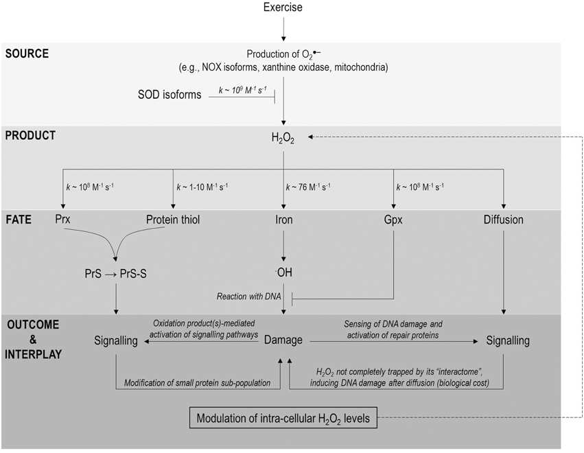 The basic chemistry of exercise-induced DNA oxidation: oxidative damage, redox signaling, and their interplay