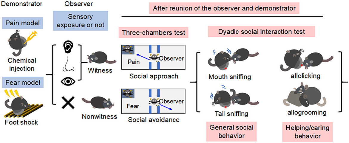 Frontiers | Social contagion of pain and fear results in