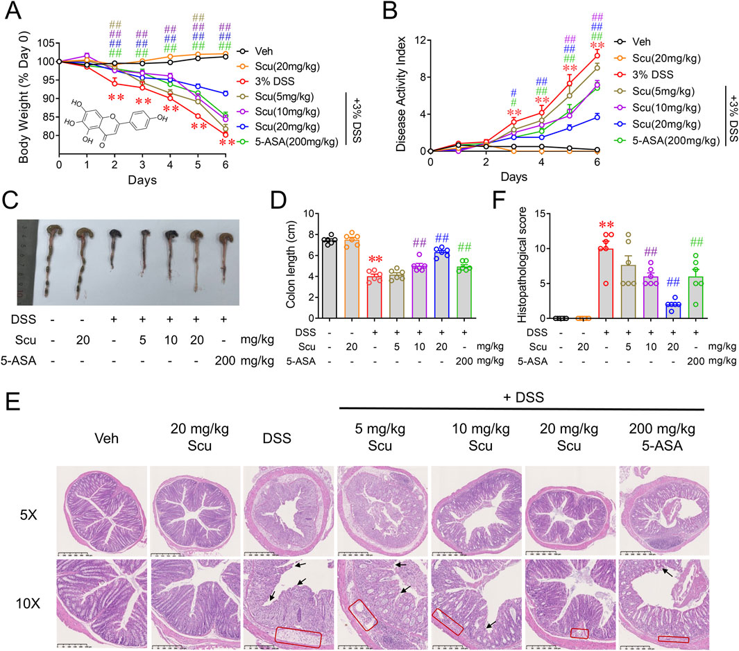 Frontiers | Scutellarein ameliorates dextran sulfate sodium