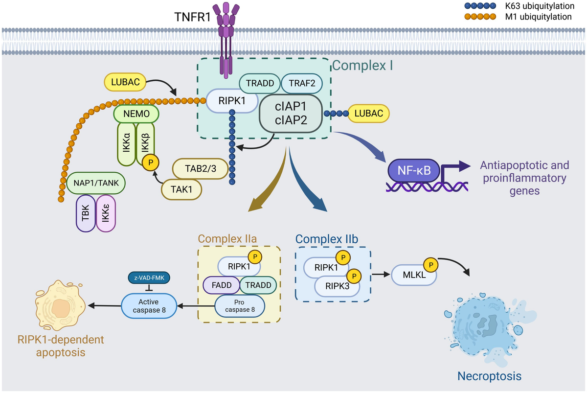 Frontiers | RIPK1 in necroptosis and recent progress in