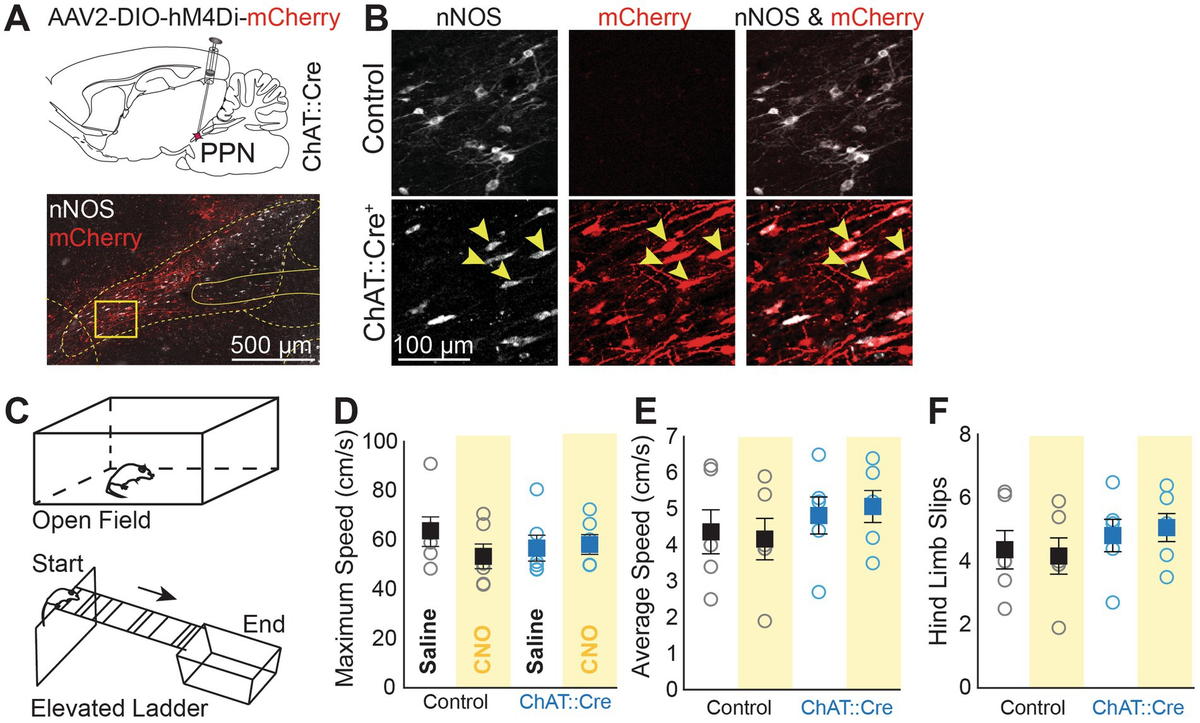 ③3-B/3-C セット Enhancing water stability of nanostructured cellulose