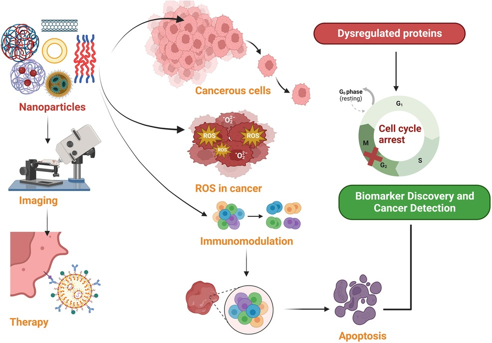 Frontiers | Nanoparticle-based biomolecules in cancer diagnosis ...
