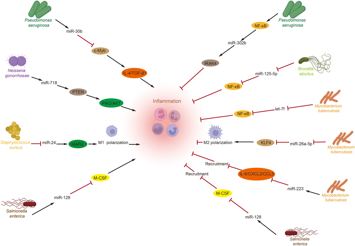 Frontiers | Non-coding RNAs in bladder cancer, a bridge