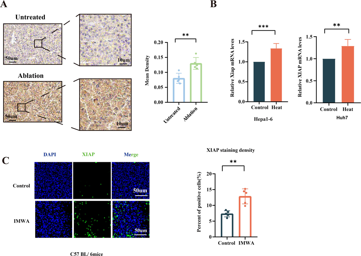 V.W.P 繁殖 V.W.P 繁殖 V.W.P -Virtual Witch Phenomenon- on X: