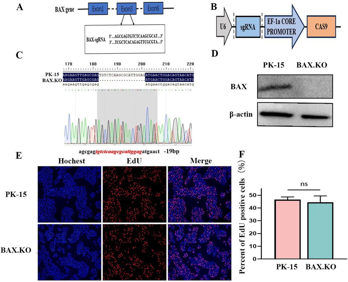 Frontiers | Japanese encephalitis virus infection induces