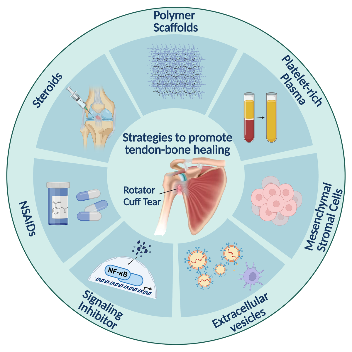 Frontiers | Challenges in tendon–bone healing: emphasizing