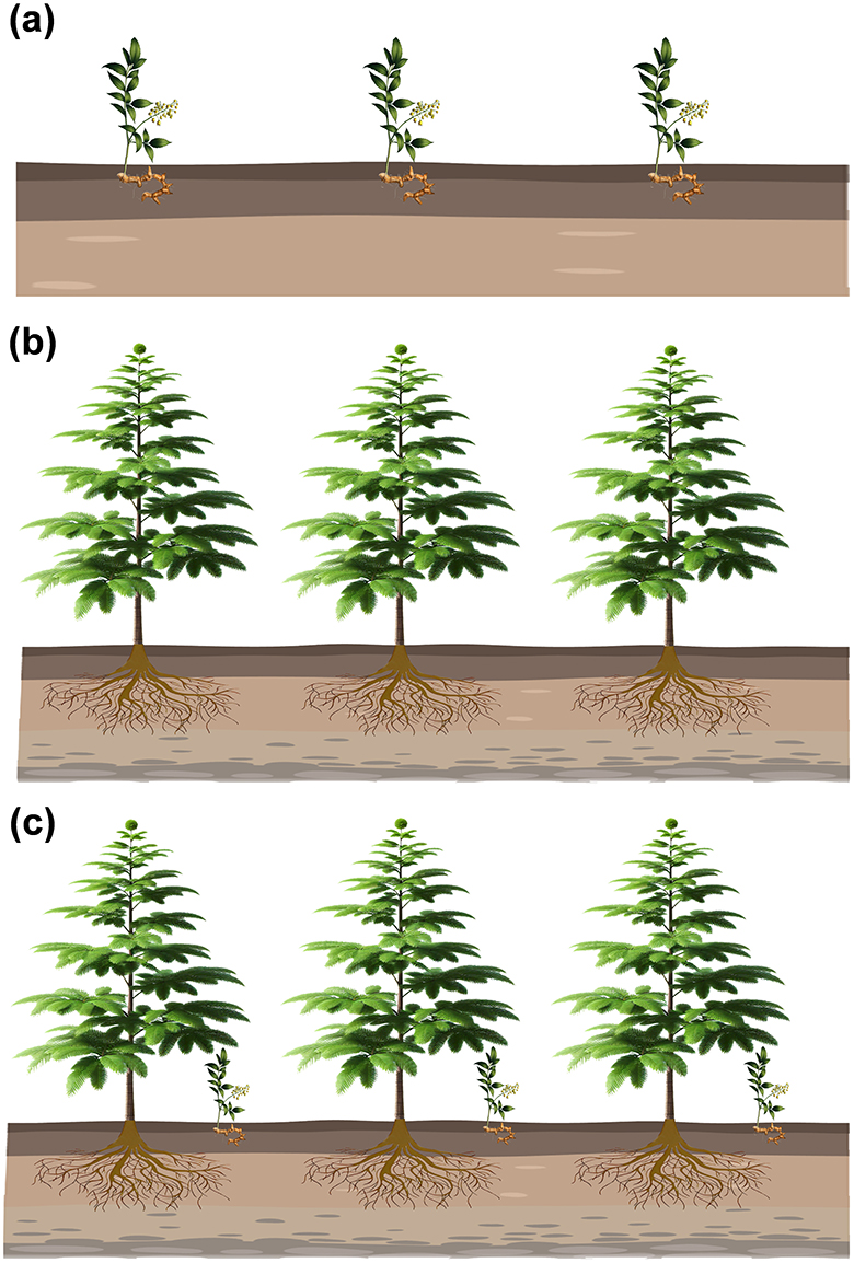 Frontiers | The effect of Torreya grandis inter-cropping
