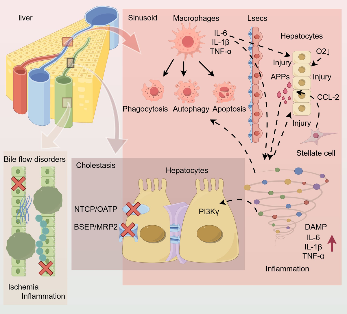 【79】専用ページ Frontiers | Regulatory role of S1P and its receptors in