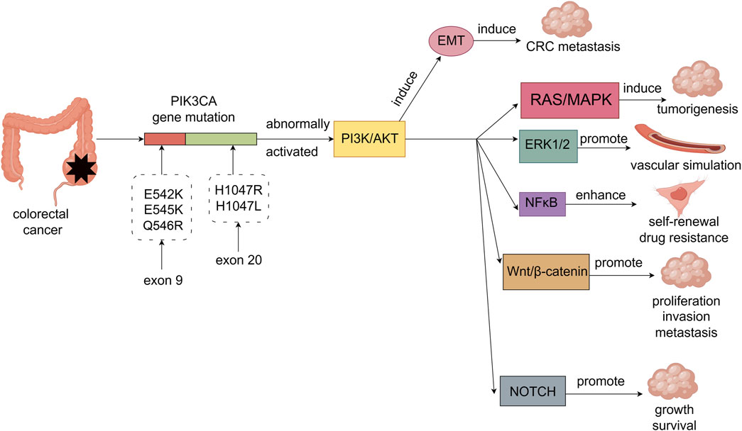 Frontiers | The role of PIK3CA gene mutations in colorectal Frontiers | The role of PIK3CA gene mutations in colorectal