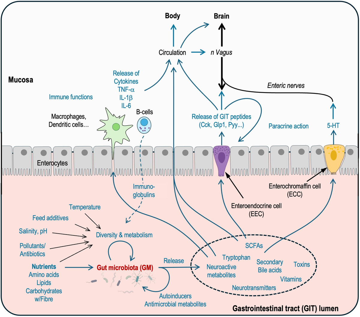 【大学生の特権】学生証で送料無料になる Frontiers gut on knowledge current – feeling gut fishy A | その他