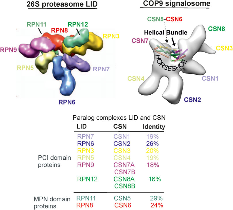 Frontiers | Comparison of two UPS regulators: the 26S