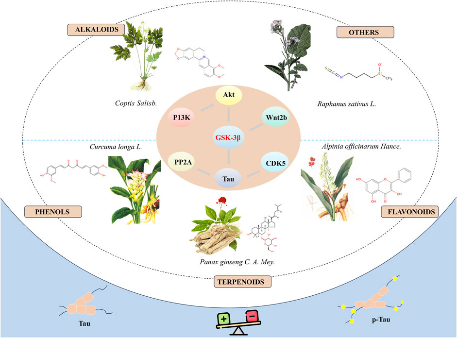 Frontiers | Natural bioactive compounds form herbal medicine
