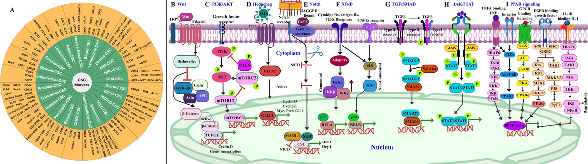 Frontiers | Nanomaterials targeting cancer stem cells to