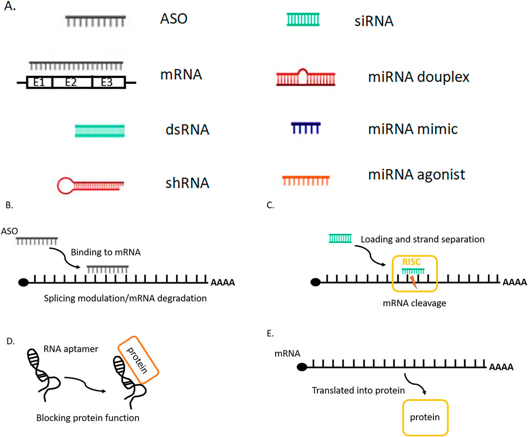 Goa trans partiyalari