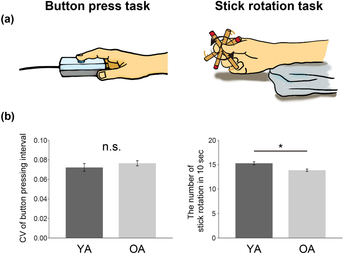 Frontiers | Younger adult brain utilizes interhemispheric strategy via  ipsilateral dorsal premotor cortex for fine control of dexterous finger  movements, unlike the aging brain, image size:1200x885