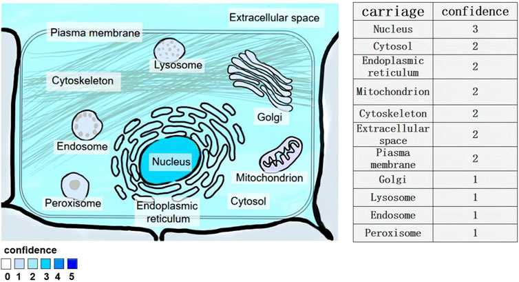Frontiers | Mechanism of action of lncRNA-NEAT1 in immune
