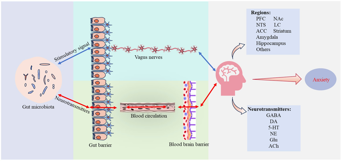 MM Frontiers | Mechanisms of microbiota-gut-brain axis