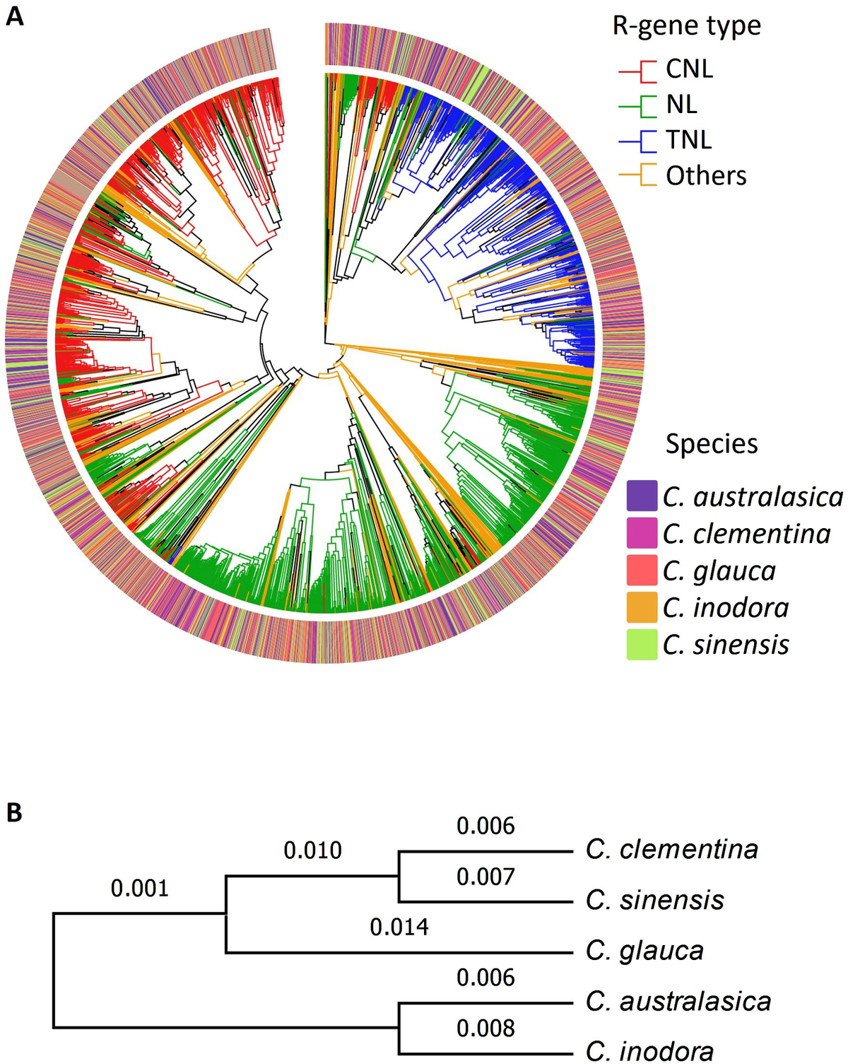 Deep R-gene discovery in HLB resistant wild Australian limes uncovers  evolutionary features and potentially important loci for hybrid breeding -  Frontiers
