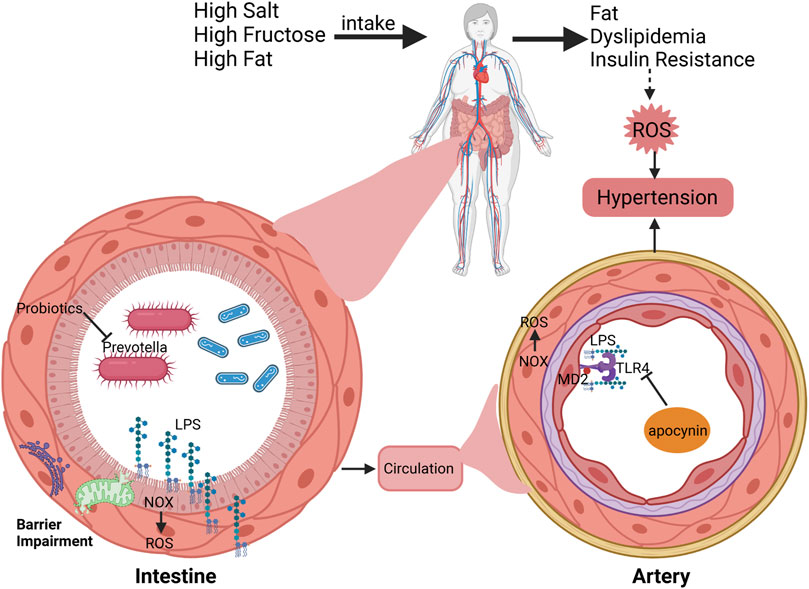 Frontiers | Interplay between energy metabolism and NADPH