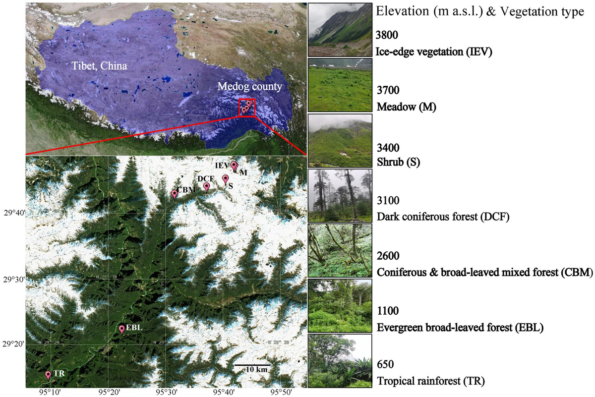 Frontiers | Structures and determinants of soil microbiomes