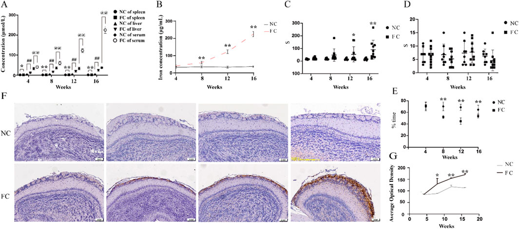 Frontiers | Progressive iron overload in middle-aged mice