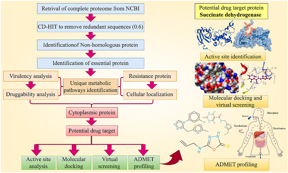 Prediction of potential drug targets and key inhibitors (ZINC67974679,  ZINC67982856, and ZINC05668040) against Rickettsia felis using integrated  computational approaches - Frontiers
