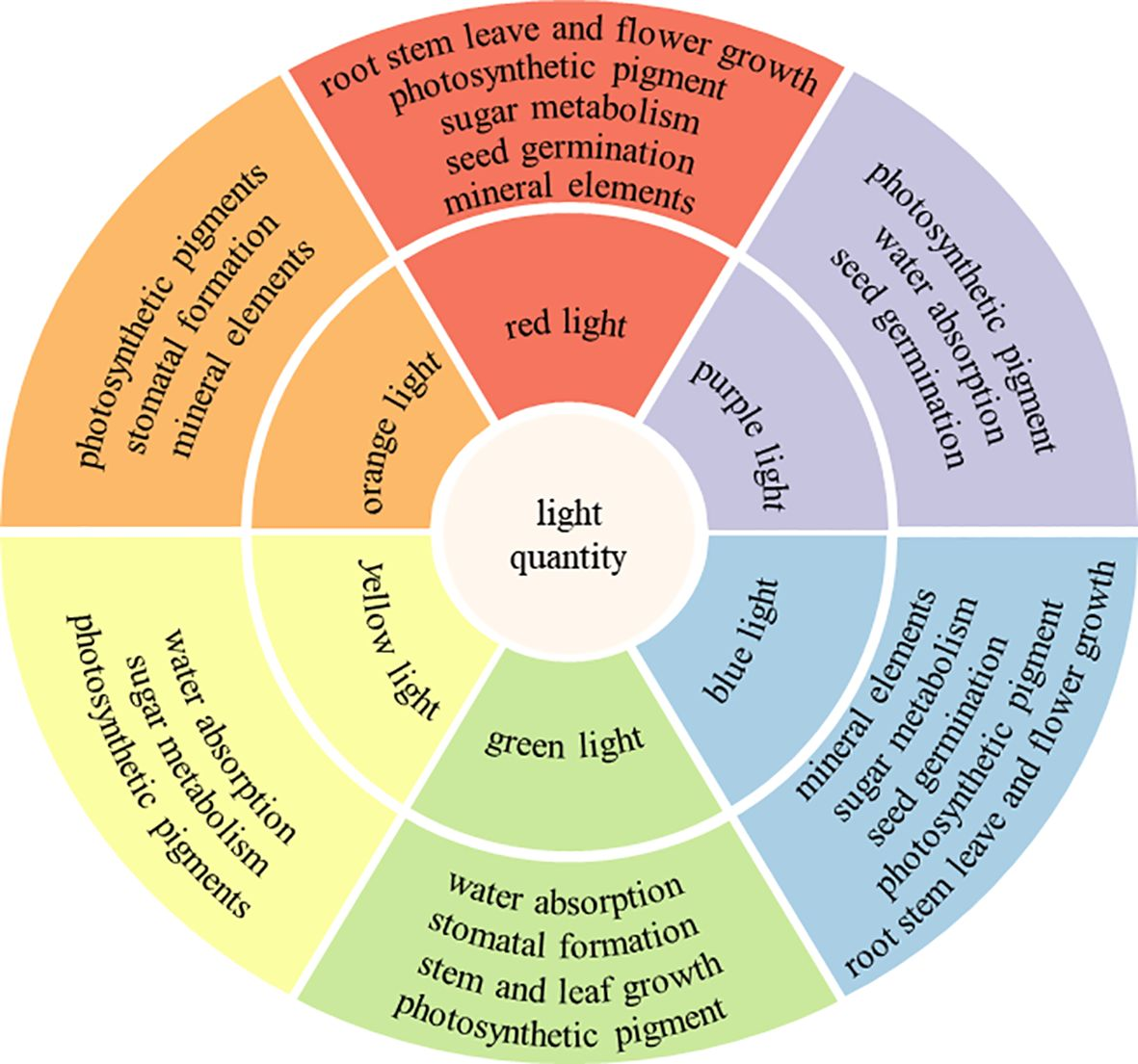 Frontiers | The role of light in regulating plant growth