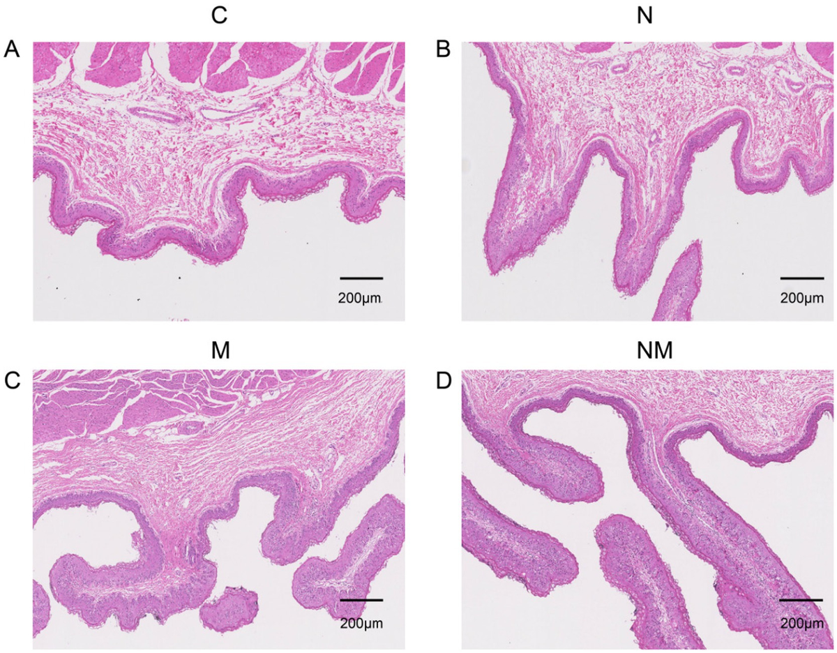 サンプル 油絵/油彩額縁 木製フレーム UVカットアクリル付 3463 サイズ