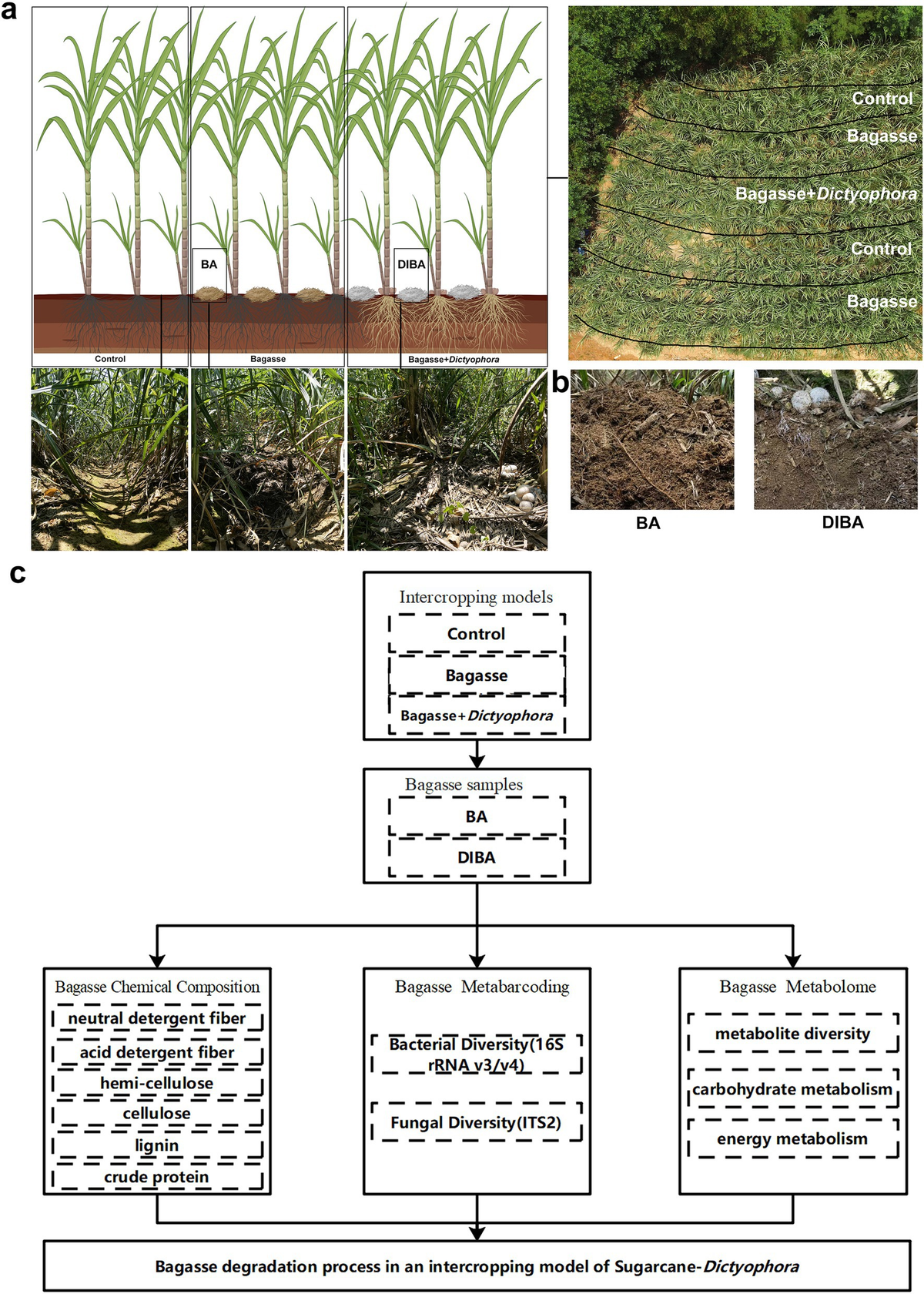 Frontiers | Intercropping of Saccharum spp. with Dictyophora