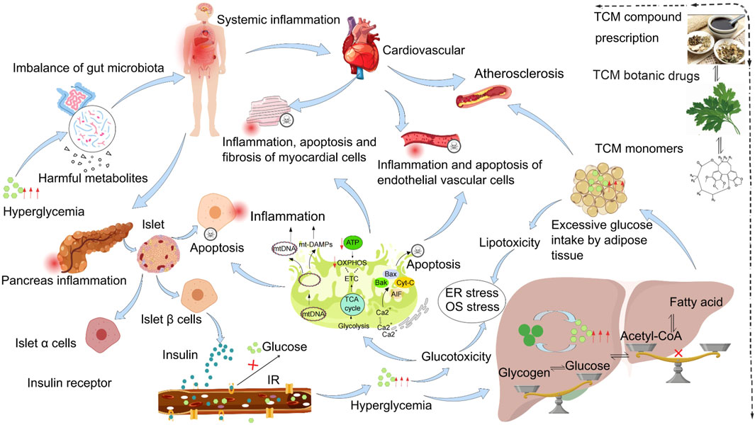 Frontiers | Traditional Chinese medicine in the prevention