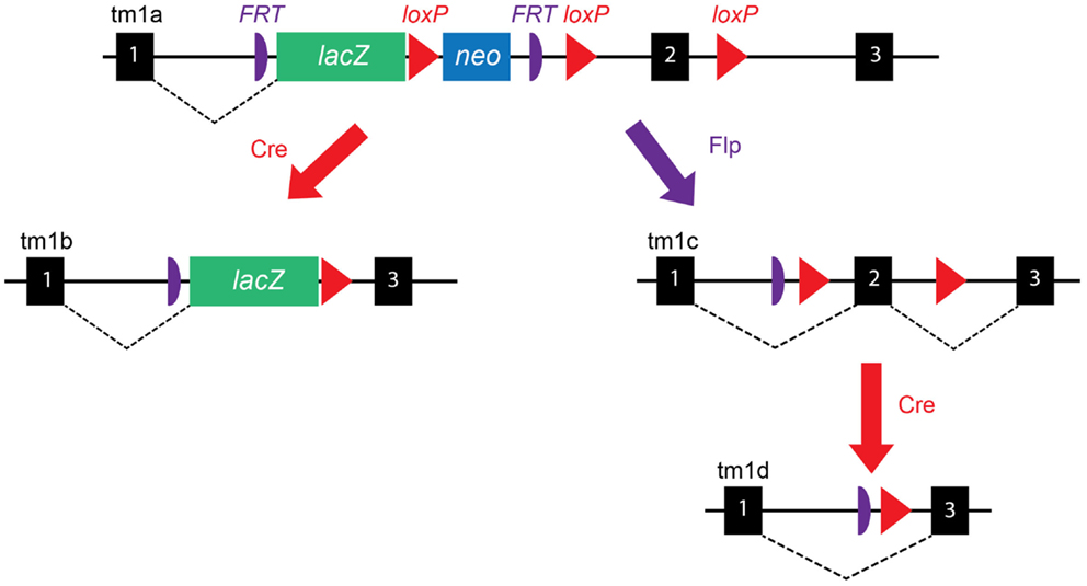 洋書 Mouse Genetics and Transgenics Amazon | Mouse Genetics and Transgenics: A Practical