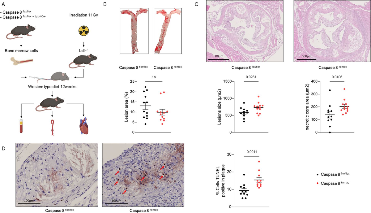 Circular RNAs Variously Participate in Coronary Atherogenesis