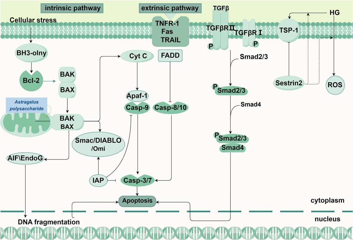 Frontiers | Targeting programmed cell death pathways