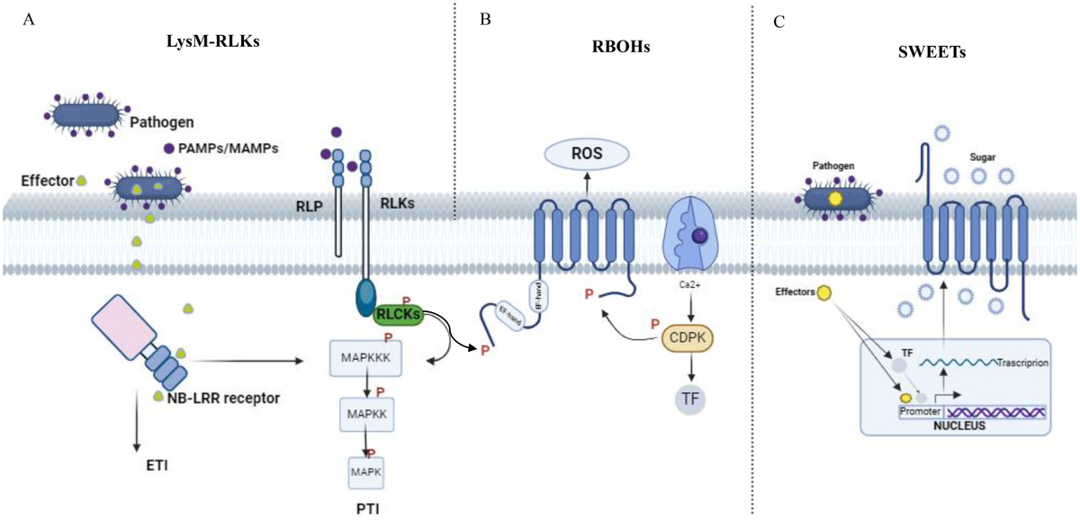 Frontiers | Transmembrane proteins in grape immunity