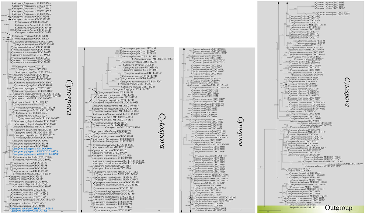 Frontiers | Fungi from Malus in Qujing, China: two new