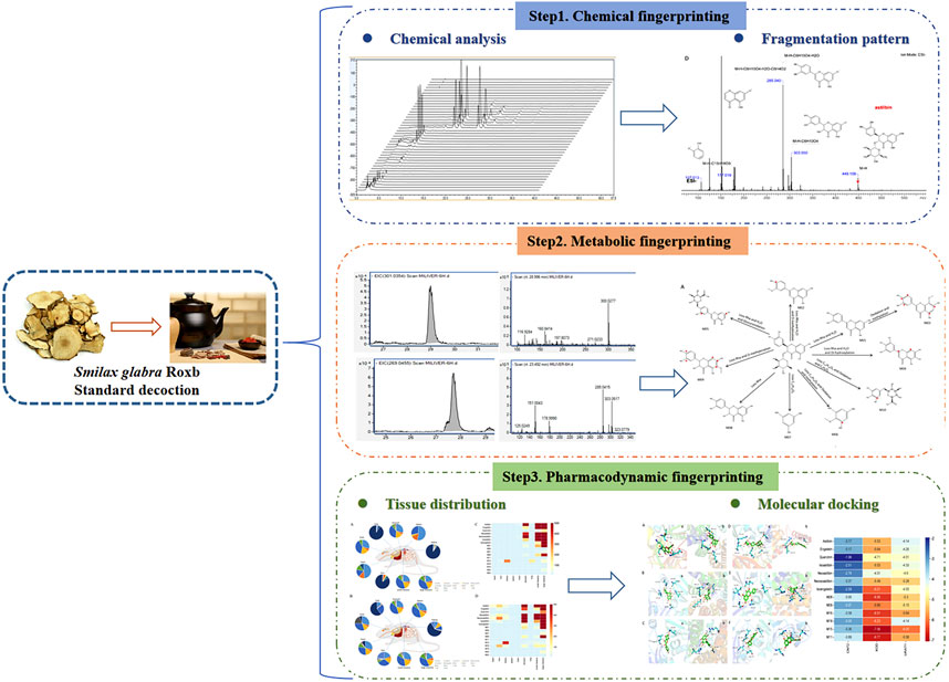 Frontiers | Comprehensive characterisation of the active