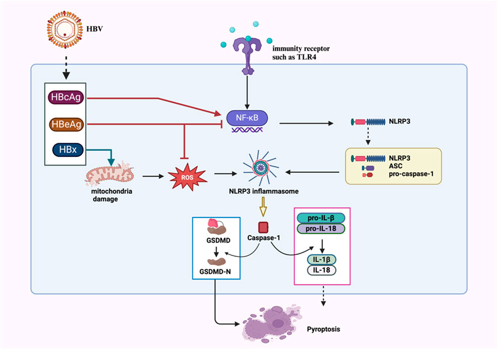 その他 FR Frontiers | Dual role of pyroptosis in liver diseases