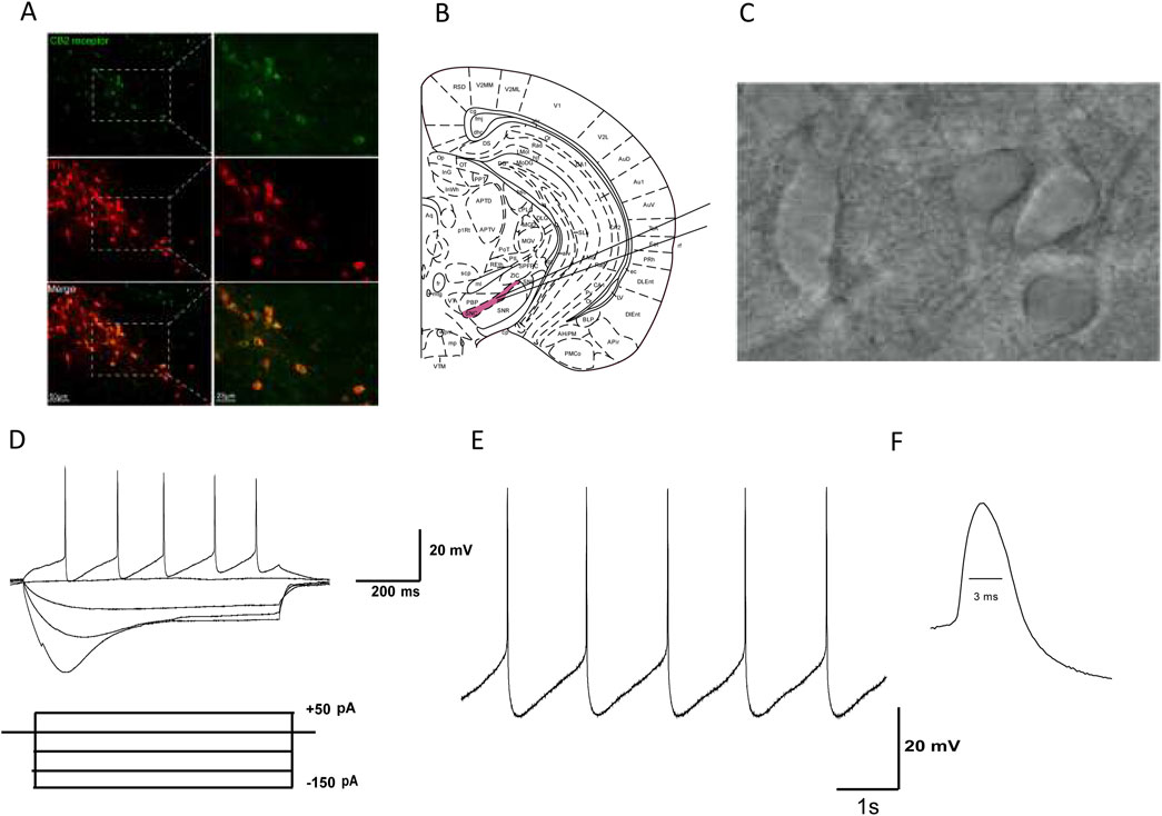 Frontiers | The effect of cannabinoid type Ⅱ receptor on