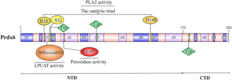 その他 Yu-1 fphys-16-1524100-g001.jpg