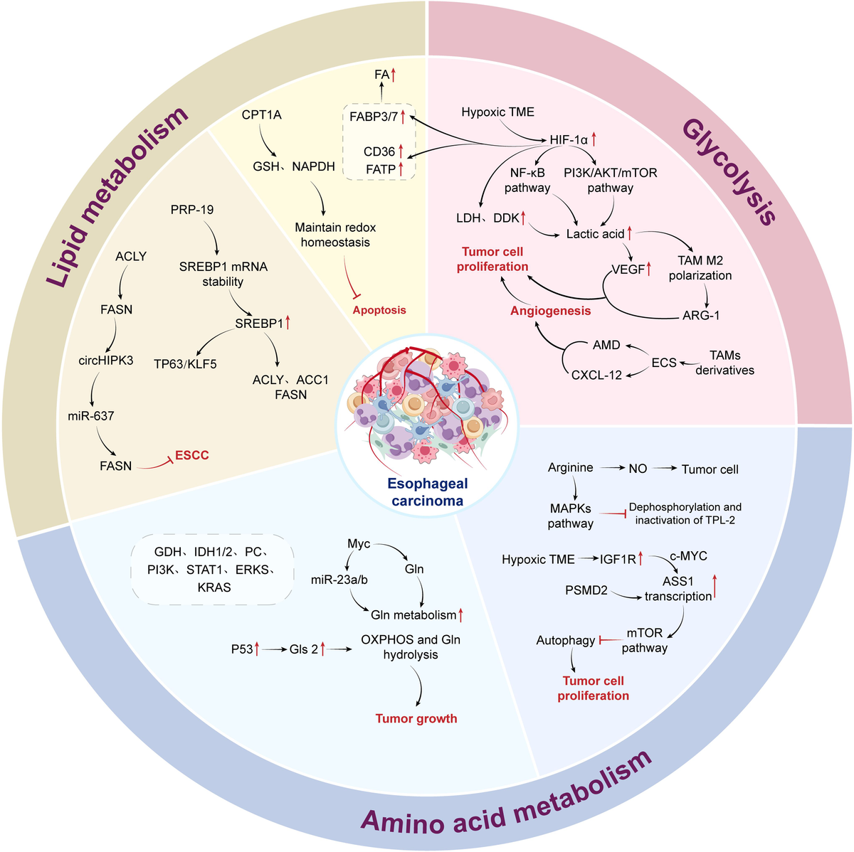 中村 Frontiers | Metabolic reprogramming and immunological