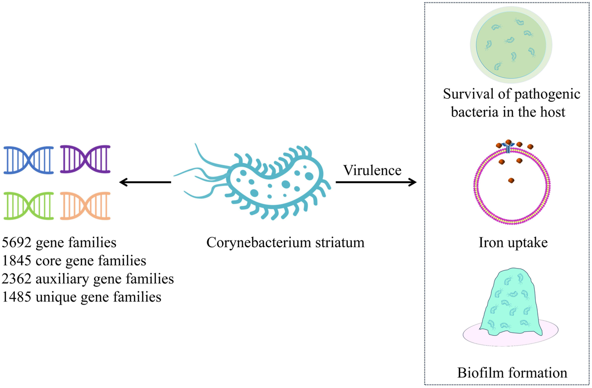 Frontiers | Rising prevalence and drug resistance of