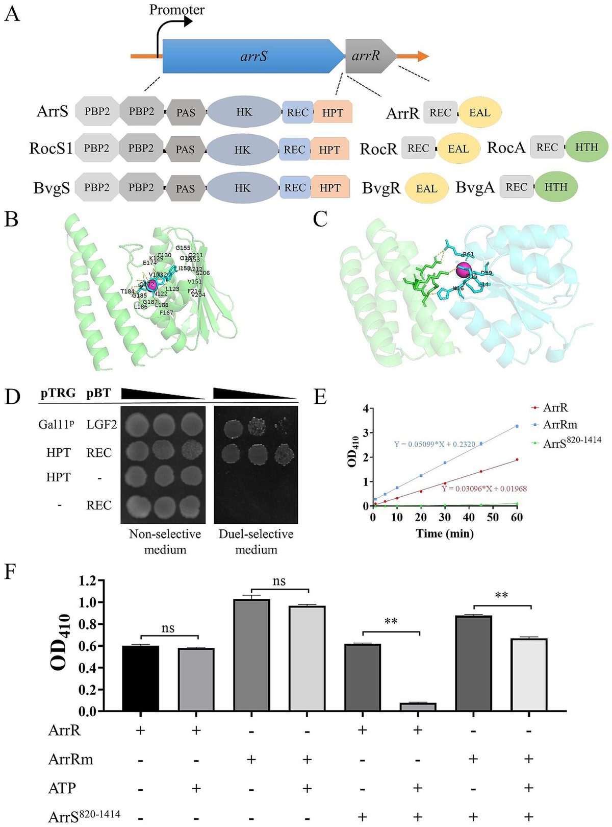 Frontiers | A novel two-component system contributing the