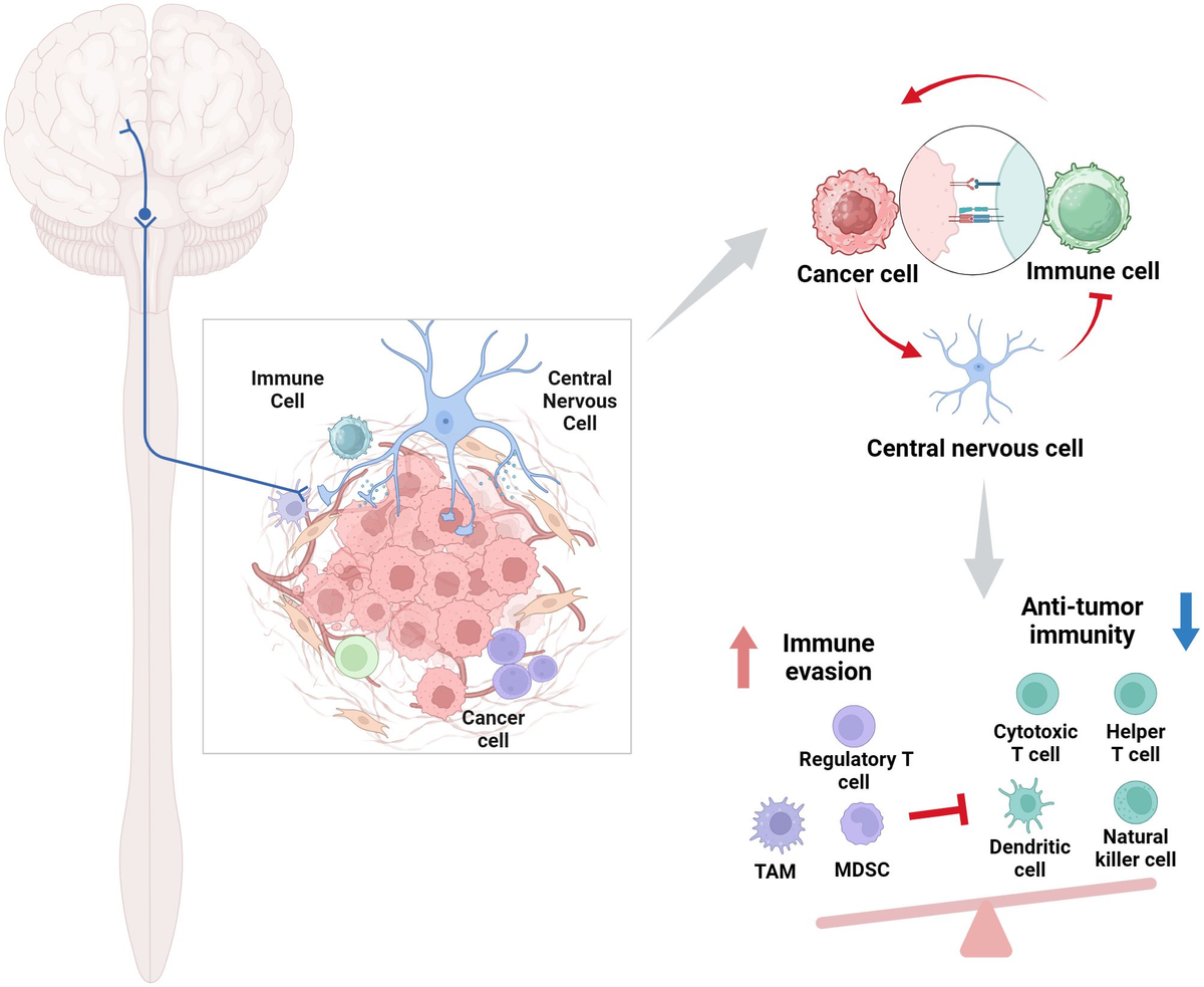 Central Nervous System Tumors 裁断済み fimmu-14-1242911-g001.jpg
