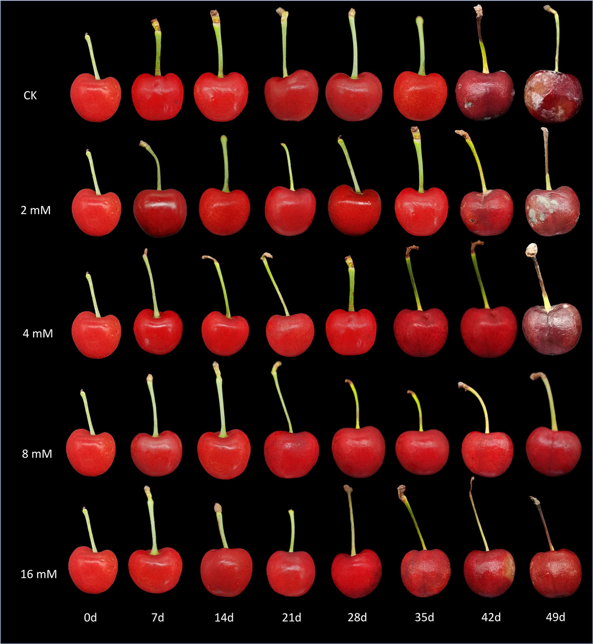 ベリー The potential impact of RNA splicing abnormalities on immune