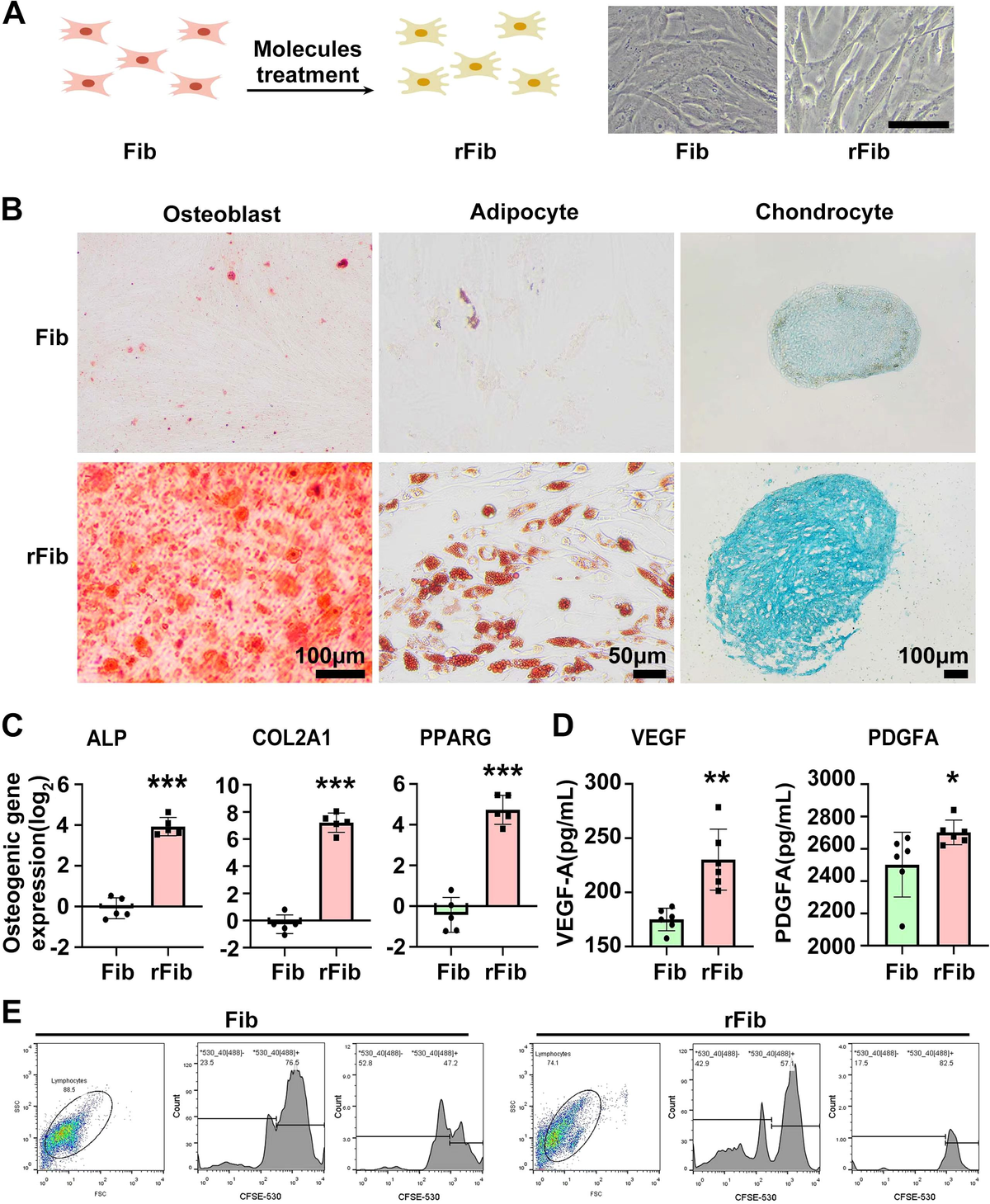 MAX80%OFF／セール開催中 Frontiers autologous from derived fibroblasts Regenerative | パンツ