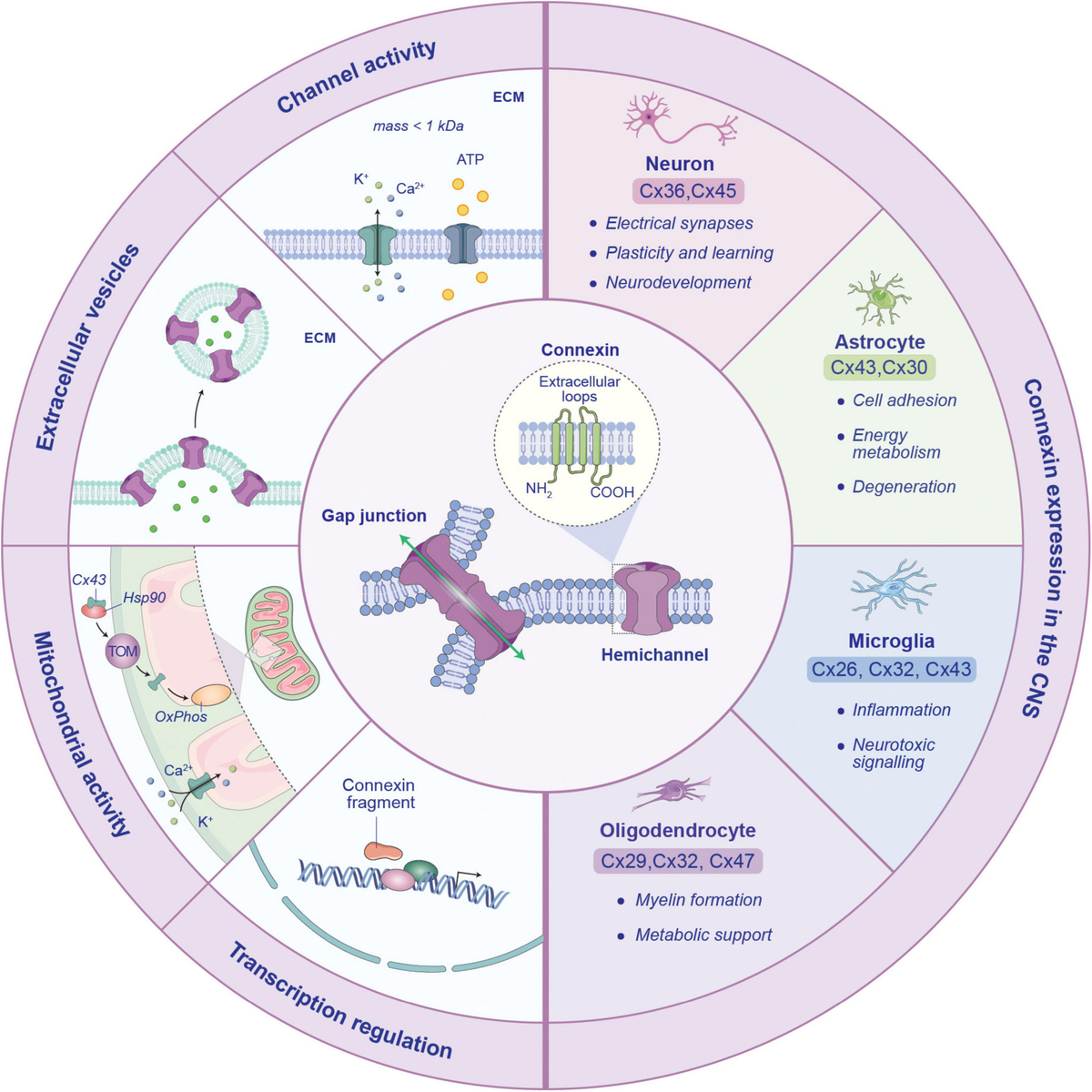 Frontiers | Mechanistic insights into connexin-mediated